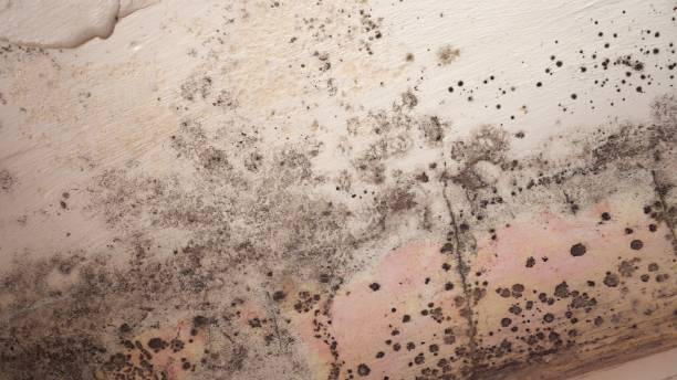 Best Attic Mold Removal  in Addison, TX